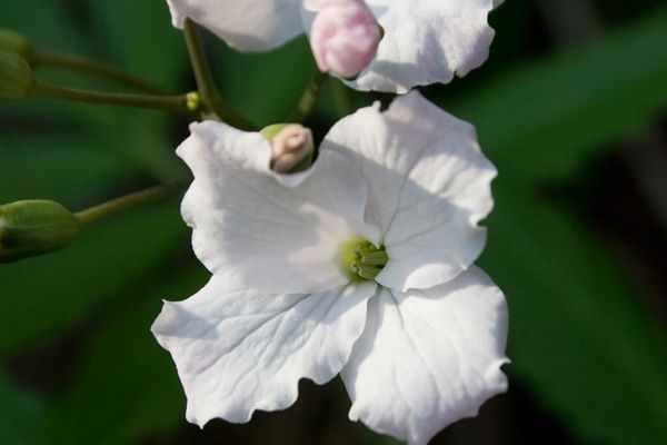 Fiori da determinare: Prealpi Lombarde