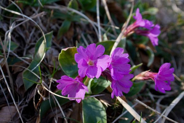 Fiori da determinare: Prealpi Lombarde