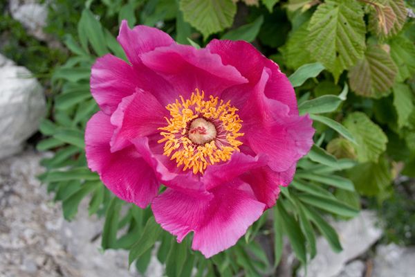 Fiori da determinare: Prealpi Lombarde