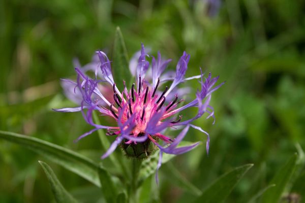 Fiori da determinare: Prealpi Lombarde