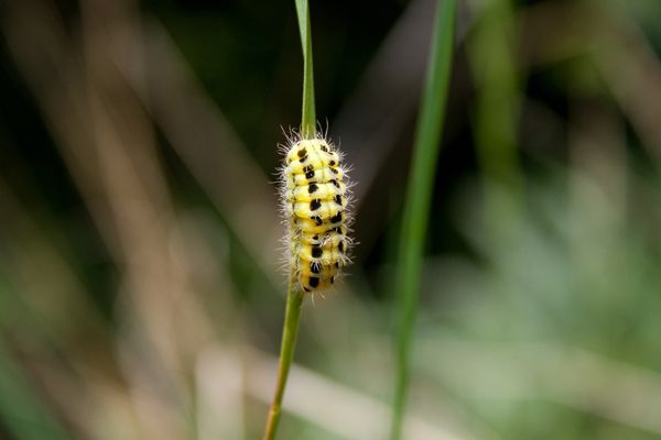 Bruco di Zygaena filipendulae