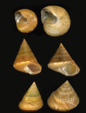 Calliostoma da determinare