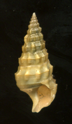 Cerithium vulgatum