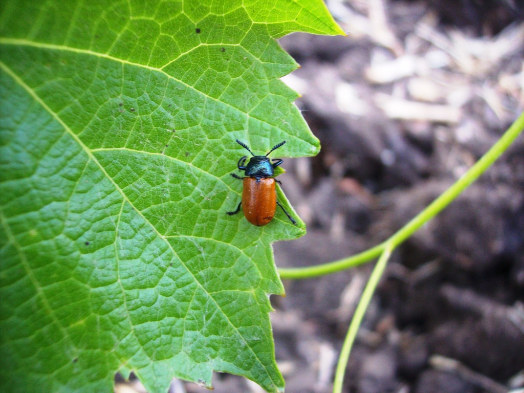 Labidostomis taxicornis (Coleoptera, Chrysomelidae)