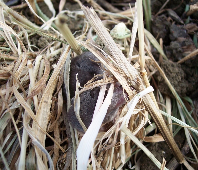 Mustiolo?  No, Crocidura sicula, molto giovane