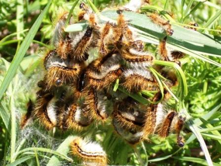 Processionaria del pino.....Thaumetopoea pityocampa (TN)