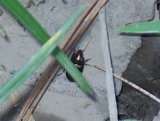 Coleotteri...