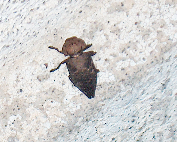 Capnodis tenebricosa