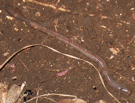 Lombrico