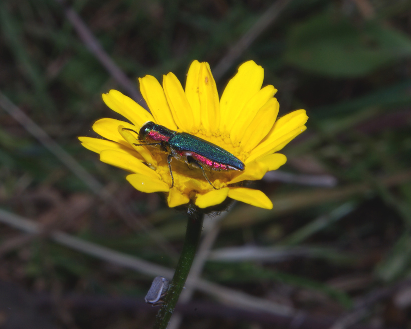 Anthaxia hungarica (femmina e maschio) (Col., Buprestidae)