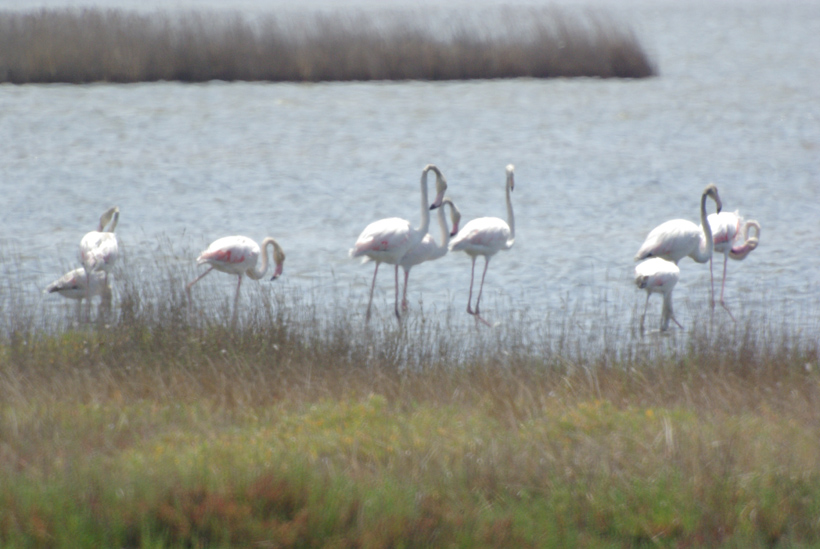 Fenicotteri rosa alla Diaccia Botrona (GR)