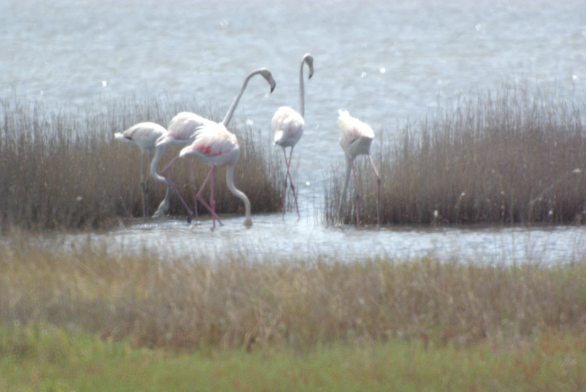 Fenicotteri rosa alla Diaccia Botrona (GR)