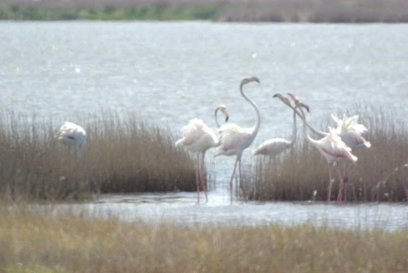 Fenicotteri rosa alla Diaccia Botrona (GR)