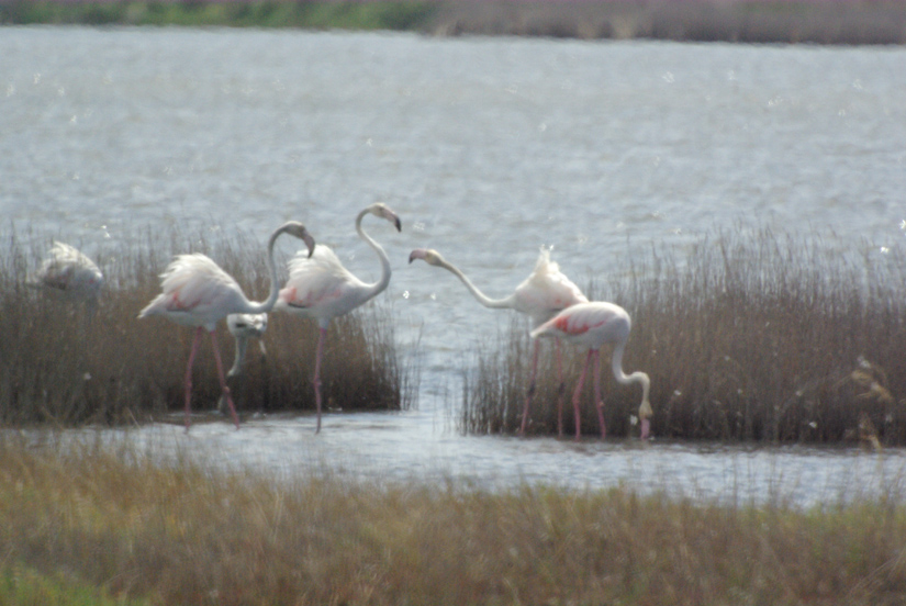 Fenicotteri rosa alla Diaccia Botrona (GR)