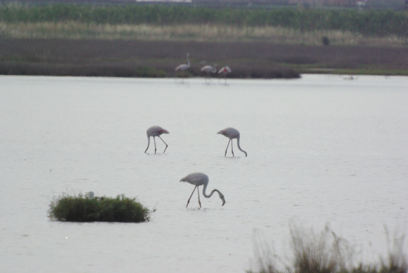 Fenicotteri rosa alla Diaccia Botrona (GR)