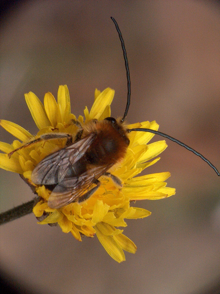 altre macro da compatta