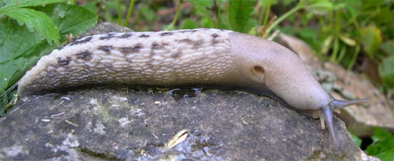 Limax aldrovandi Moquin-Tandon 1855 da Valle Orsigna (PT)