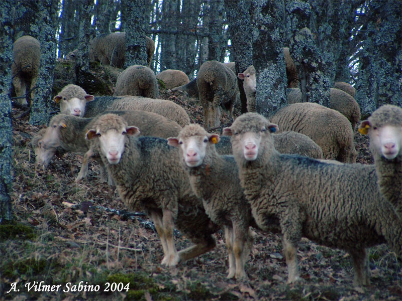Parco regionale Gallipoli-Cognato e piccole dolomiti lucane
