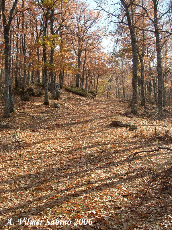 Parco regionale Gallipoli-Cognato e piccole dolomiti lucane
