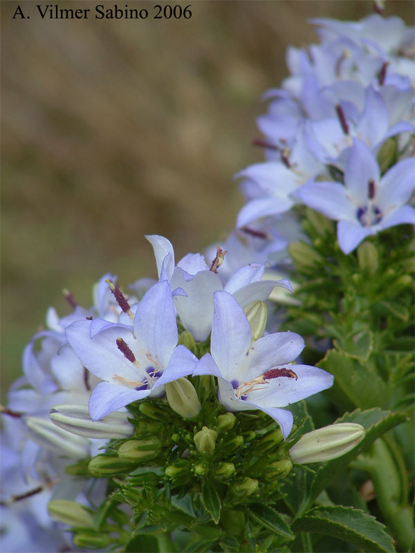 Campanula versicolor / Campanula pugliese