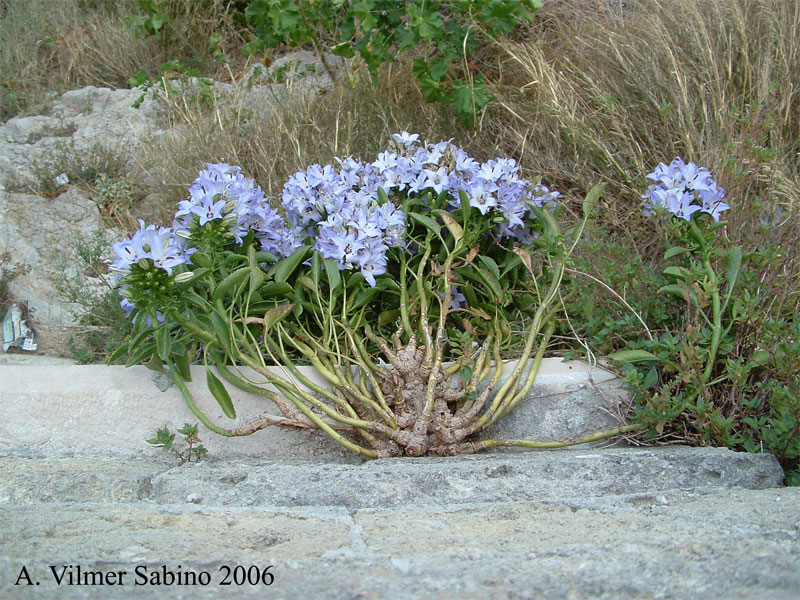 Campanula versicolor / Campanula pugliese