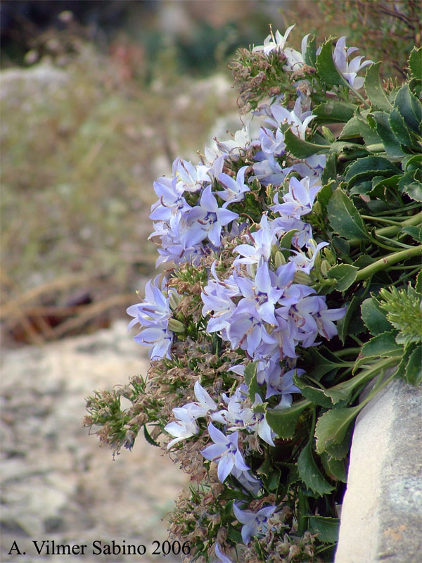Campanula versicolor / Campanula pugliese