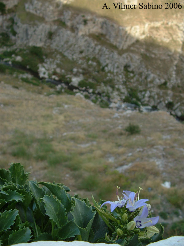 Campanula versicolor / Campanula pugliese