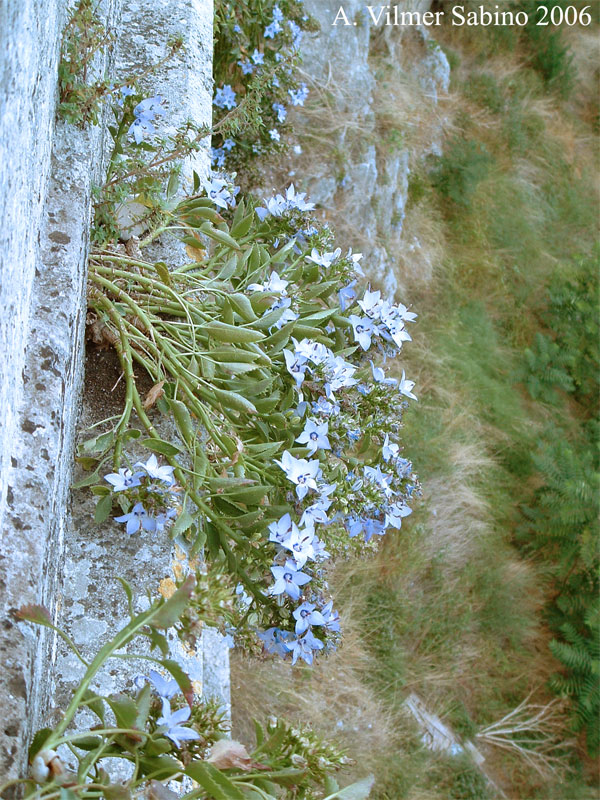 Campanula versicolor / Campanula pugliese