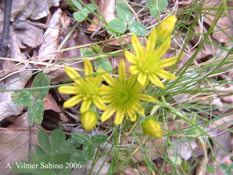 Petrosedum amplexicaule (=Sedum amplexicaule) / Borracina guainata