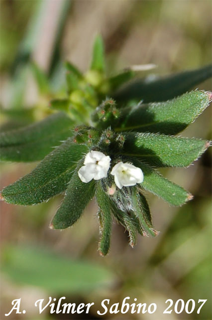 Buglossoides arvensis / Erba-perla minore