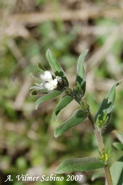 Buglossoides arvensis / Erba-perla minore
