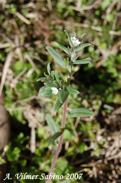 Buglossoides arvensis / Erba-perla minore