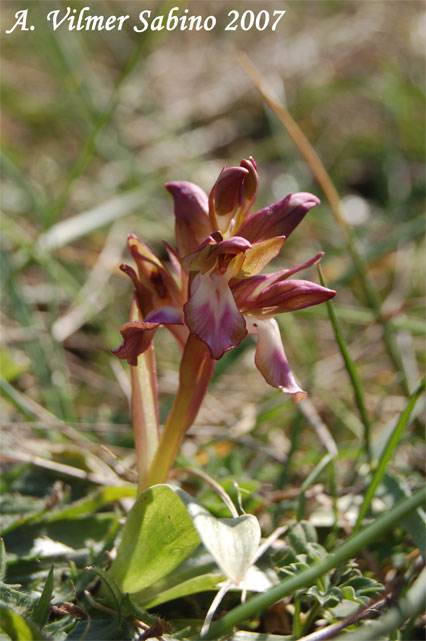 Orchis collina