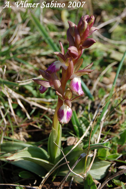 Orchis collina