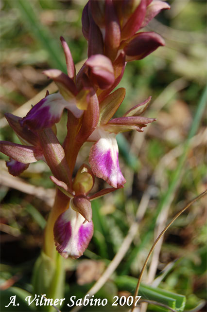 Orchis collina