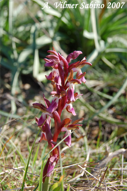 Orchis collina