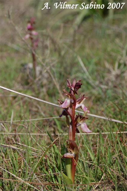 Orchis collina