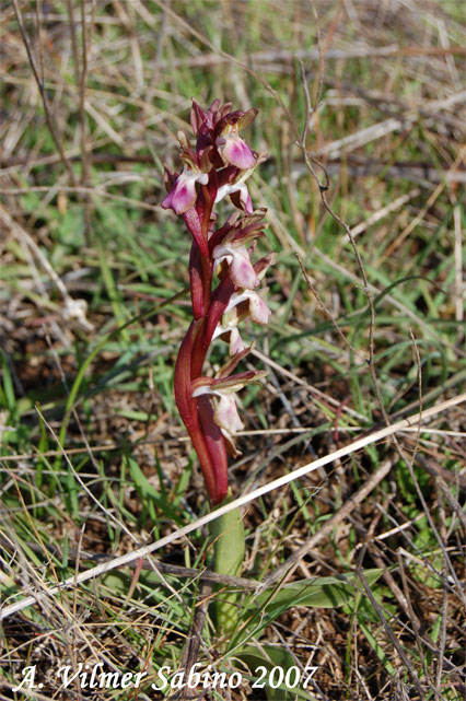 Orchis collina