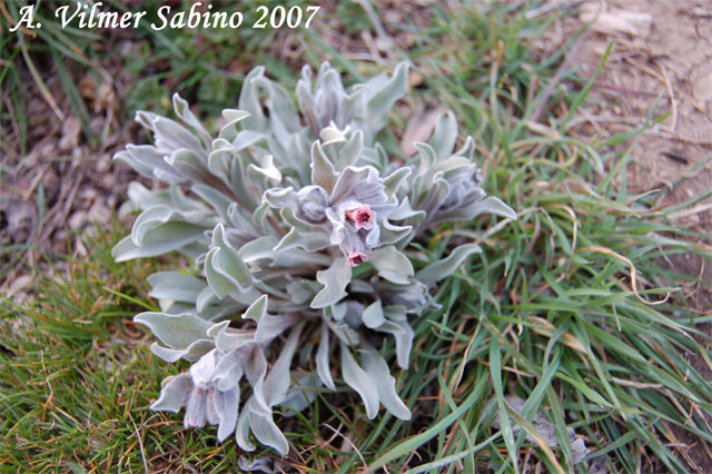 Cynoglossum cheirifolium / Lingua di cane giallastra