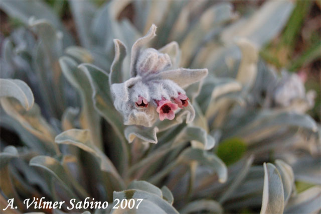 Cynoglossum cheirifolium / Lingua di cane giallastra