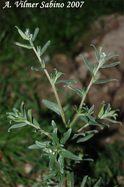 Buglossoides arvensis / Erba-perla minore