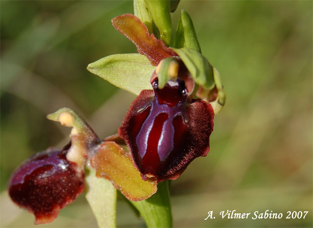 Ophrys passionis (=Ophrys garganica) e O. sphegodes