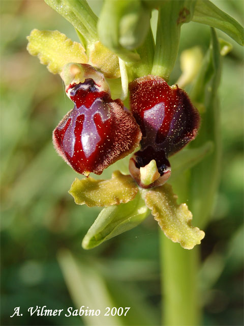 Ophrys passionis (=Ophrys garganica) e O. sphegodes