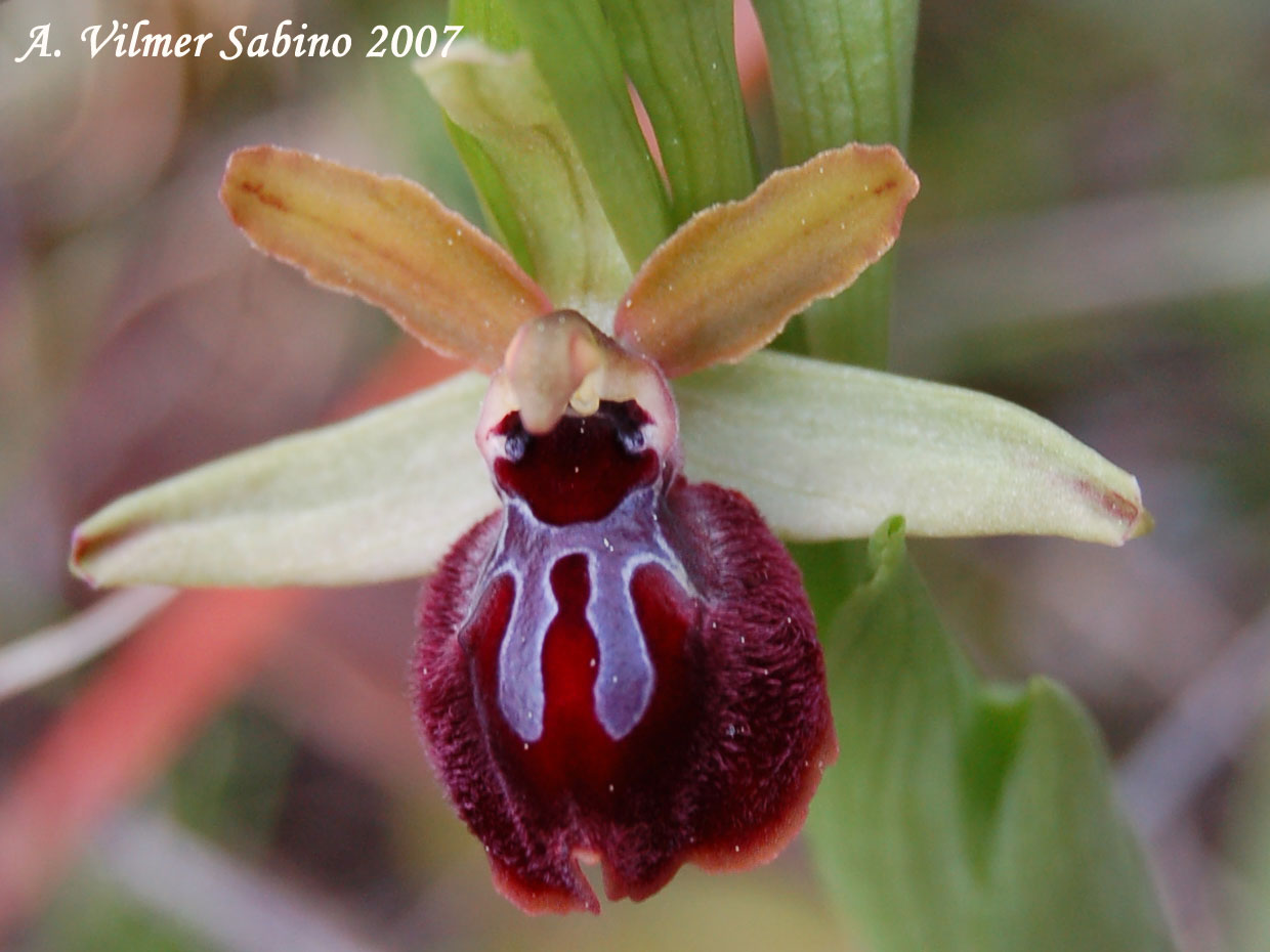 Ophrys passionis (=Ophrys garganica) e O. sphegodes