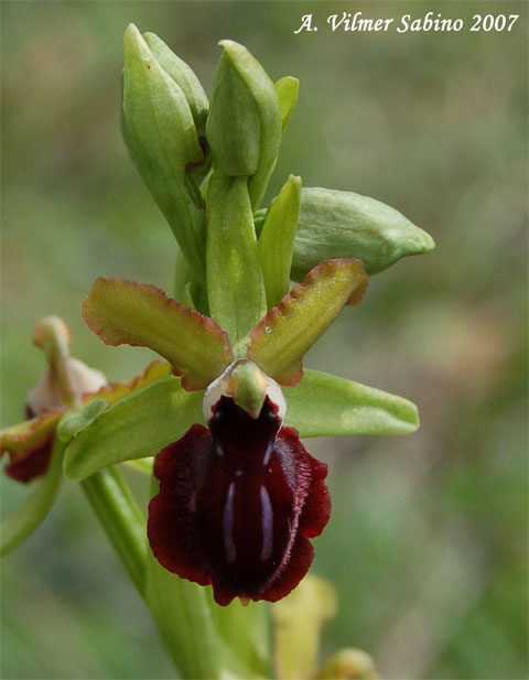 Ophrys passionis (=Ophrys garganica) e O. sphegodes