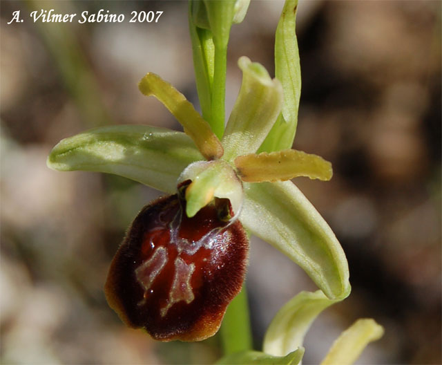 Ophrys passionis (=Ophrys garganica) e O. sphegodes