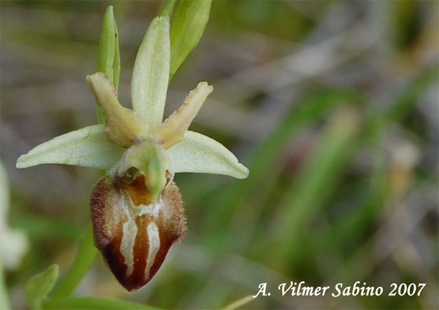 Ophrys passionis (=Ophrys garganica) e O. sphegodes