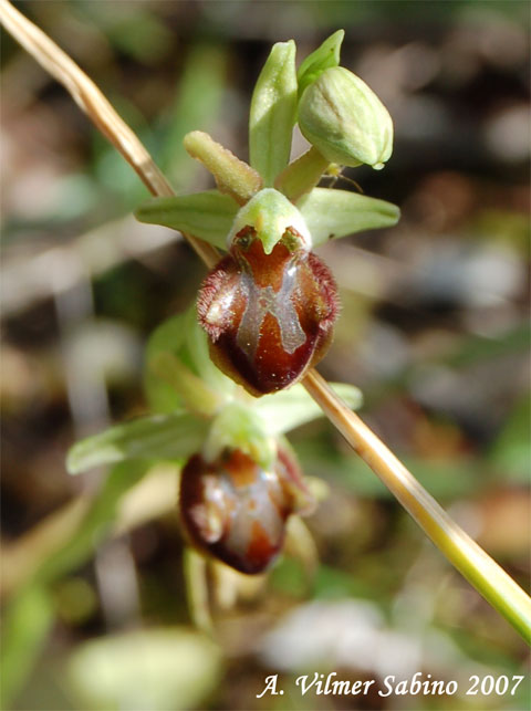 Ophrys passionis (=Ophrys garganica) e O. sphegodes
