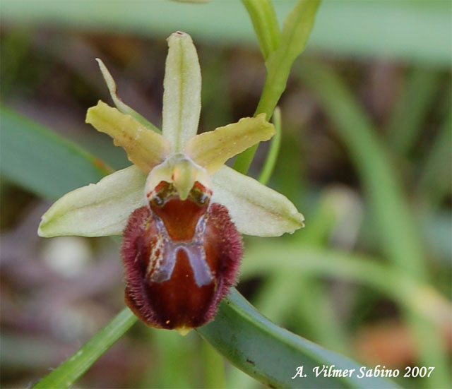 Ophrys passionis (=Ophrys garganica) e O. sphegodes