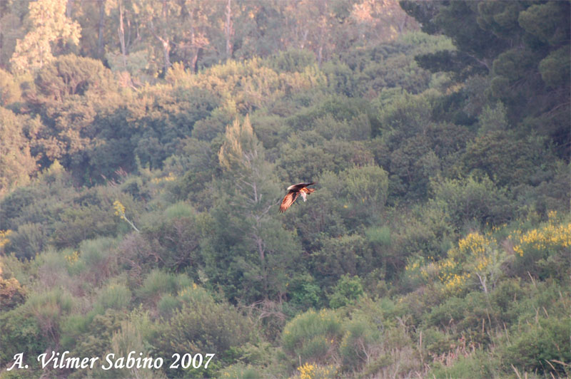 Nibbio bruno Milvus migrans a pesca